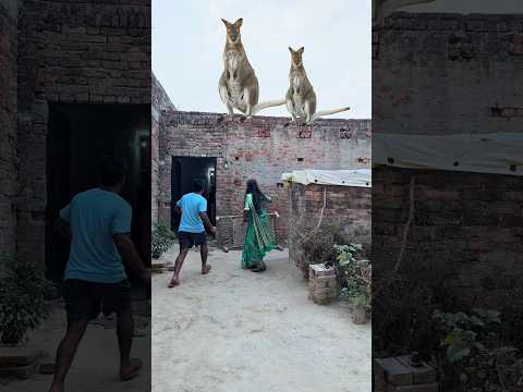 "छत पर अचानक आए दो कंगारू, पूरा परिवार डर से भागा |😭😭 #reetavlogs #shorts