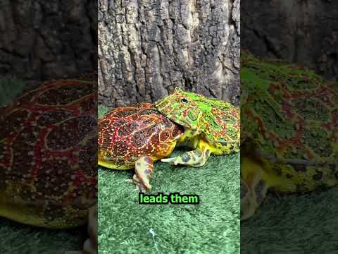 These Silly Frogs are Hilarious??