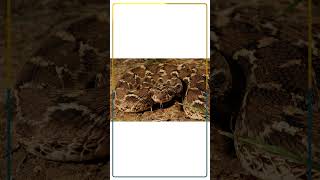 First Aid for Snake Bite - Dr. Lipoktemsu Jamir (Emergency Medicine), Apollo Excelcare Hospital