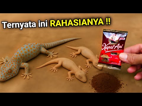 Cukup pakai ini‼️Rumah BEBAS TOKEK dan Cicak selamanya