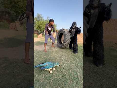 Lo salvamos al loro guacamayo y a sus huevos