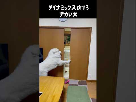 ダイナミック入店してくるデカい愛犬　#greatpyrenees #グレートピレニーズ #大型犬 #大型犬のいる生活 #ゴールデンレトリバー #癒し #puppy #愛犬 #犬のいる生活 #ペット