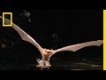 Fishing Bats and Catfish Behavior