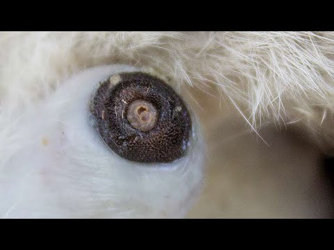 Removing An Enormous Botfly Maggot Inside Dog's Skin (Part 11)