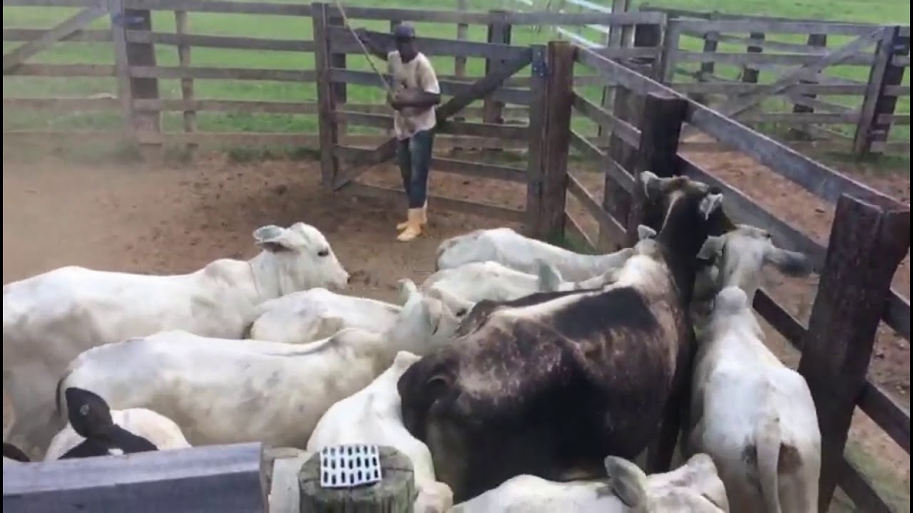 Vacinação de Gado Nelore - febre aftosa