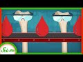 Understanding Blood Production in Vertebrates