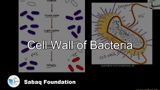 Cell Wall of Bacteria