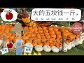 Apple Pricing and Sweetness Assessment