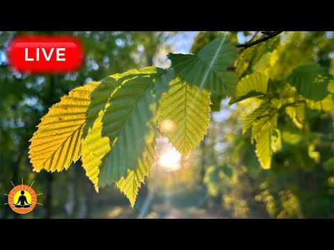 &#128308; Relaxing Music for Stress Relief Music 24/7 - Sleep Music, Meditation Music, Study, Calming Music