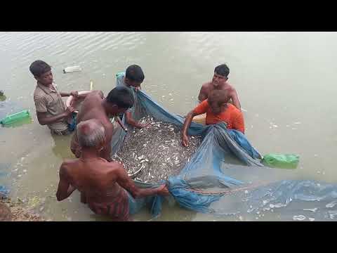 Most Popular Cast Net Fishing in Village Pond - Net Fishing With Beautiful Natural (Part-30)