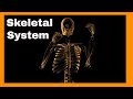 Understanding the Human Skeletal System