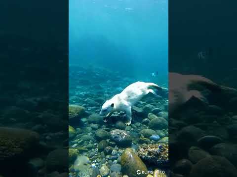 Awhiteotterisdivingforshellfish2.animalshistoryknowledgemovi