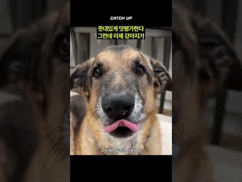 줏대좌: 네가 먹고 판단해 🐶: ㅇㅇ 판단할게~