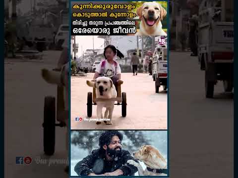 കുന്നിക്കുരുവോളം കൊടുത്താൽ കുന്നോളം തിരിച്ചു തരുന്ന പ്രപഞ്ചത്തിലെ ഒരേയൊരു ജീവൻ #vandipranthan #dog