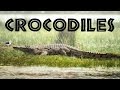 Crocodile Facts and Characteristics