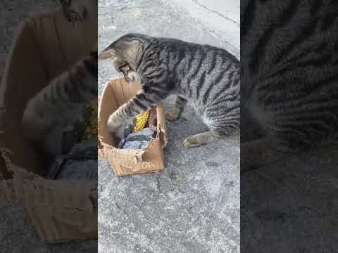 Funny Cat