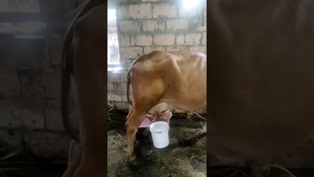 Buy Ghee with Video Proof - Order #114 Ghee Making Video