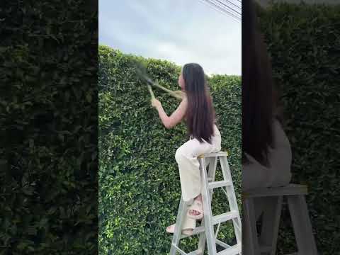 พอจะเป็นเหมยลี่จอมพลังได้ยัง🤣 #เหมยลี่ #มังกรซัง