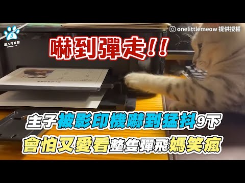 【主子被影印機嚇到猛抖9下 會怕又愛看整隻彈飛媽笑瘋】｜IG / onelittlemeow｜網友 / 簡詩純