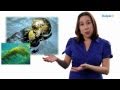 Keystone and Indicator Species Impact