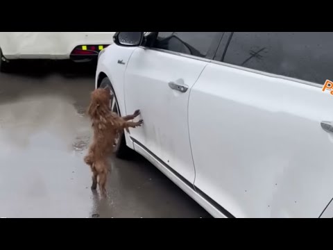 She Ran Under Rain Begged Her Owner To Open The Car Door, But The Car Then Moved Left Her In Tear...