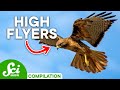 Animal Flight and Its Inspirations