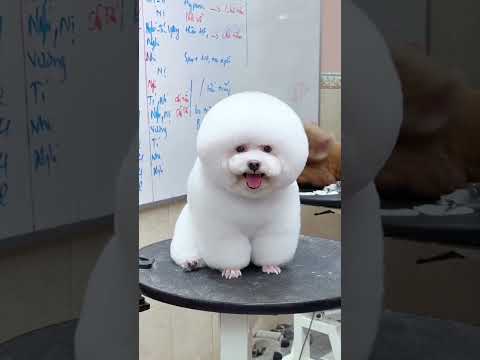 THẤY HẢI CẨU LÊN BỜ BAO GIỜ CHƯA 🤭
