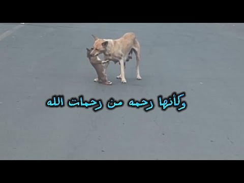 وكأنها رحمه من رحمات الله شاهد ماذا فعلت به ❤️#cute