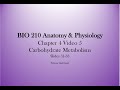 Carbohydrate Metabolism Concepts