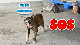 Ét O Ét - Giải Cứu Đàn Mèo Hoang Khỏi Nóc Nhà Trên Sân Thượng