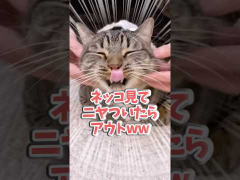 ㊗️33万再生！！ネッコ見てニヤついたらアウトww