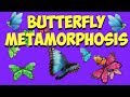Butterfly Lifecycle and Metamorphosis