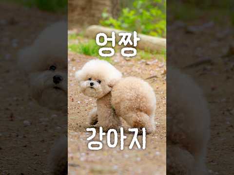 강아지 사진 찍는데 모르는 사람이 자꾸 말 걸어요