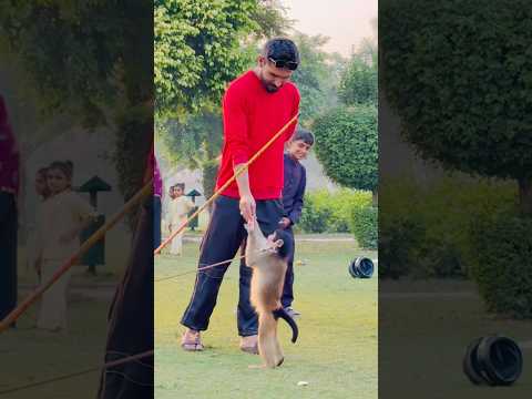 Funny monkey ๐๐๐#funny #funnymonkey #shorts