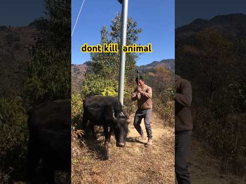 भैसि मार्न लग्यो है #khotang
