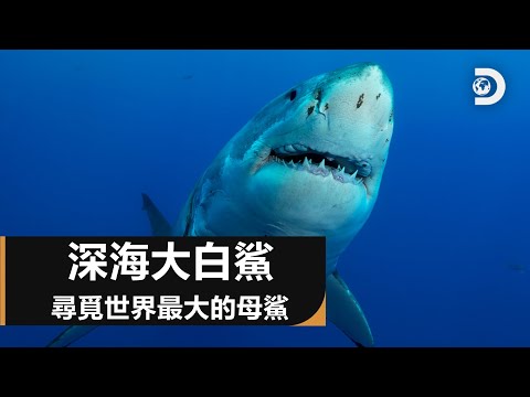 Discovery 鯊魚週30週年特輯:深海大白鯊 - YouTube