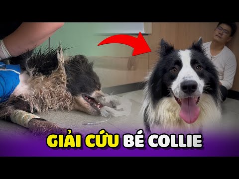 Giải cứu bé Collie đáng thương và cái kết 🥰