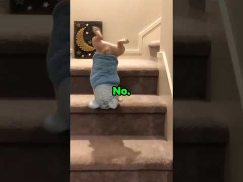 dogs hate stairs #dog #funny #pets
