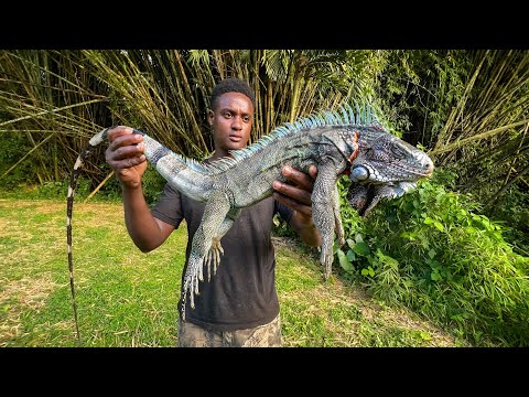 Iguana Catch, Clean And Cook