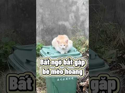 Khi tui thấy được bé mèo hoang cọc tính 🤣