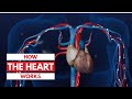 Circulatory System Functions and Structures