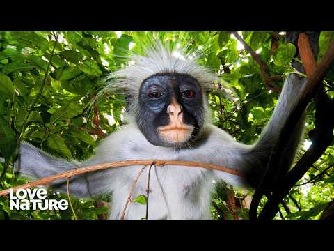 ZANZIBAR: The Land of Giants | Wildest Islands 101