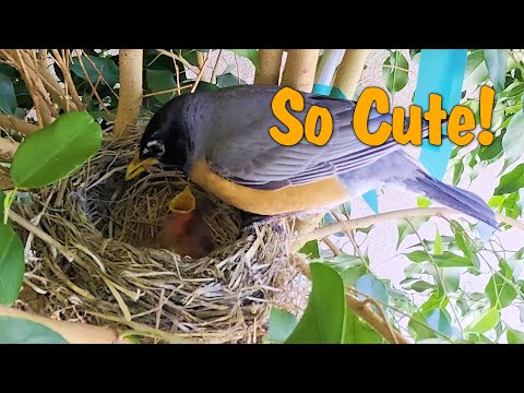 Amazing View Of 2-Day-Old Baby Robins Getting Fed In Their Nest