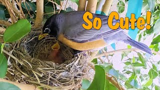 Amazing View Of 2-Day-Old Baby Robins Getting Fed In Their Nest