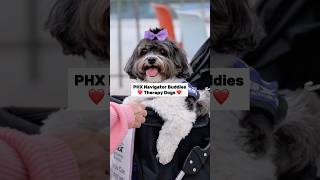 Phoenix Sky Harbor Airport Has a Secret Weapon for Stressed Travelers 🐶 #skyharbor