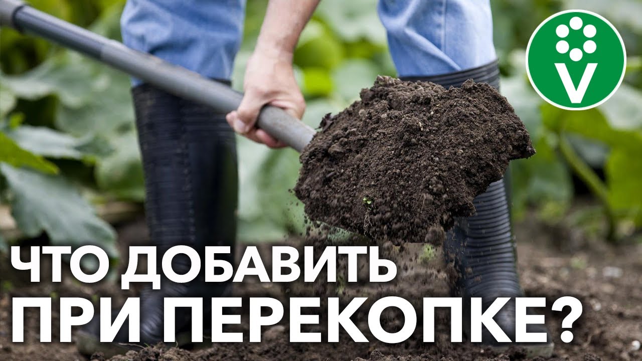 Обязательно внесите это осенью для восстановления плодородия!