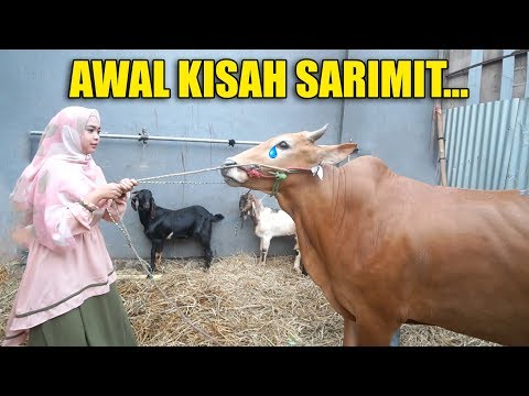 Download Video HUNTING HEWAN QURBAN, KISAH SARIMIT BIKIN SAYANG. Download Video HUNTING HEWAN QURBAN, KISAH SARIMIT BIKIN SAYANG.