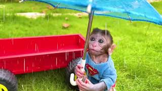 Monkey and friends