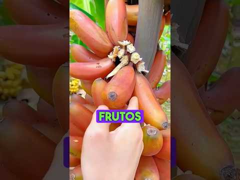 los 5 frutos más.extraños del mundo