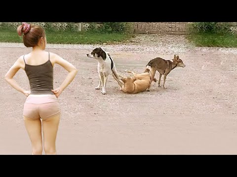 Try Not To Laugh 😅 Funniest Cats and Dogs 😄 Funniest Animals part 3